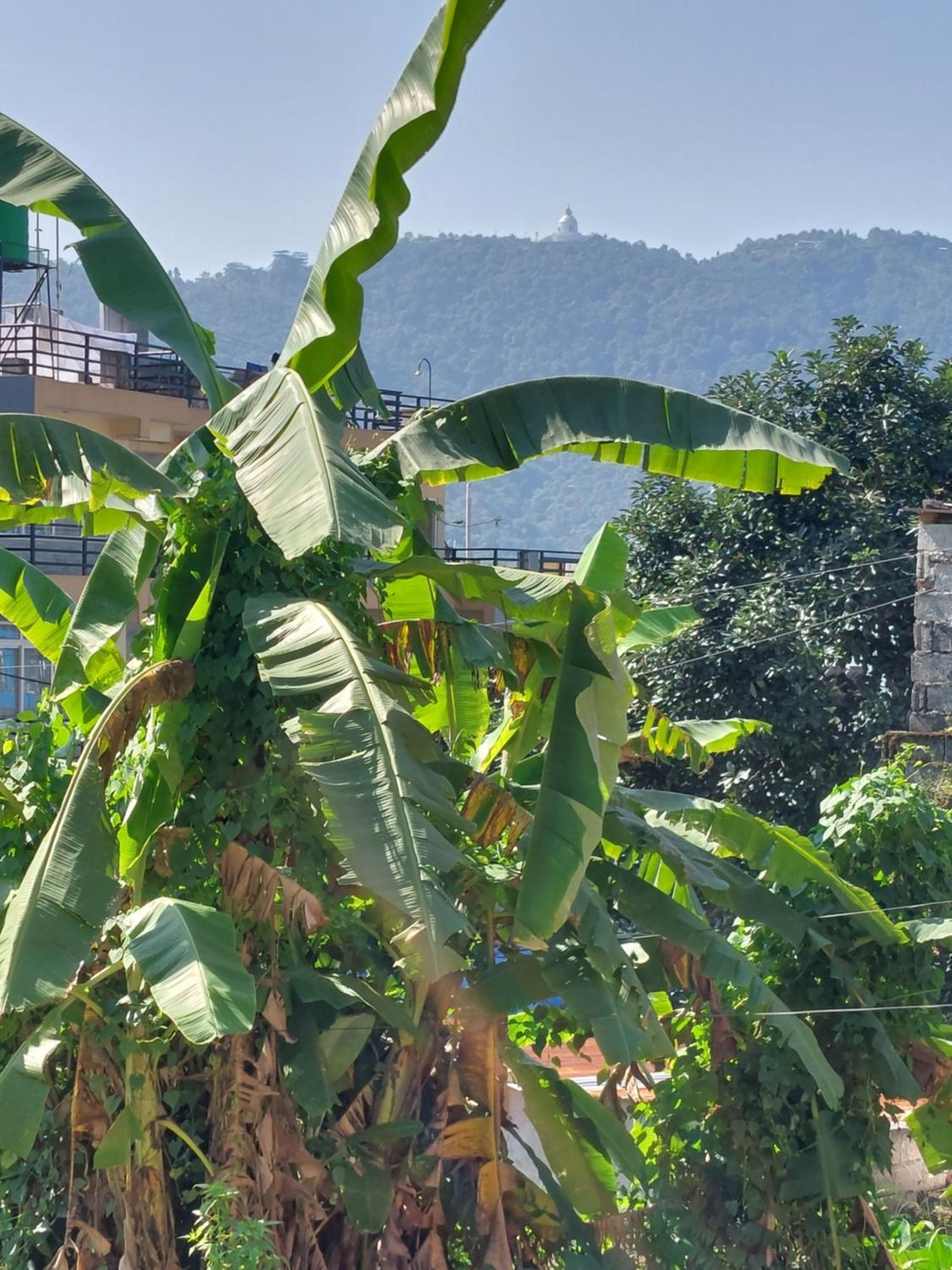 Paramount Guest House Pokhara Exterior foto